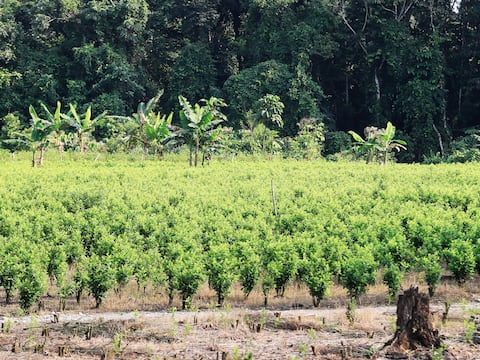 El reemplazo de la coca en Colombia