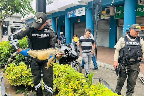 Una iguana fue atropellada en el centro de Guayaquil