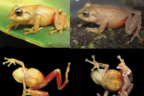 Rana espinosa que habita la cuenca alta del río Pastaza fue descrita para la ciencia