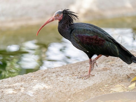 El ave que los antiguos egipcios consideraban la reencarnación del espíritu que acompaña las almas al más allá