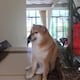 El famoso perro meme Cheems muere a los 12 años