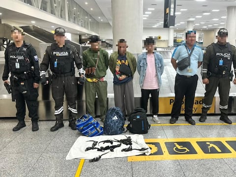 Investigan red de tráfico de iguanas tras hallazgo de especímenes amarrados y envueltos en medias nylon en Guayaquil