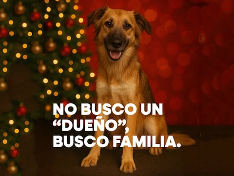 Campaña navideña en Guayaquil recuerda que tener una mascota es un compromiso de por vida