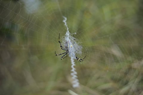 Esta araña asesina es una de las más aterradoras del mundo: atrapa a su presa, la envenena y después la succiona hasta secarla