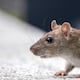 Qué es el hantavirus, cómo se contagia, síntomas y por qué no existe vacuna ni cura