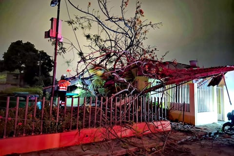 Un árbol y un poste colapsaron durante lluvia en Guayaquil este miércoles, 14 de enero