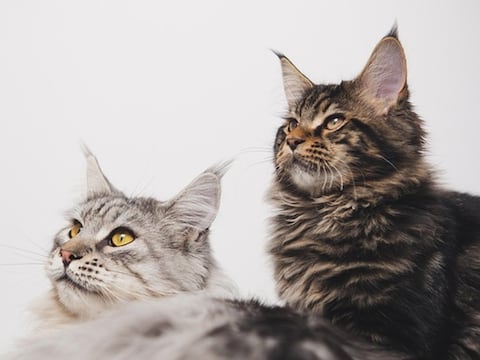 Hongo se transmite de gatos a humanos: Esto es lo que dice el estudio al respecto