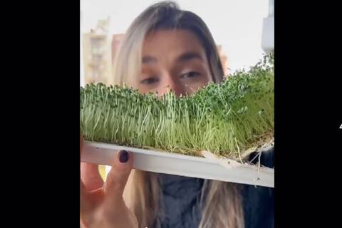 ¿Cómo se hace un germinado de chía? La forma más fácil de cultivarla en casa