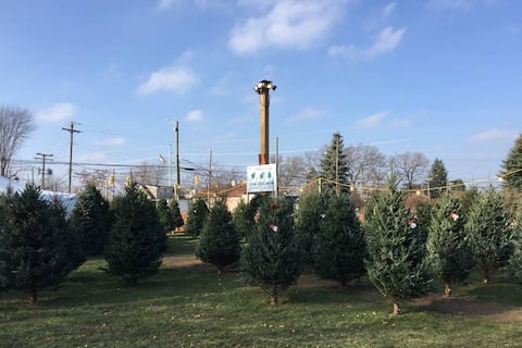 Esta es la granja de Michigan que cultiva el árbol de Navidad 2025 de la Casa Blanca: un abeto azul de de 5,5 metros de alto