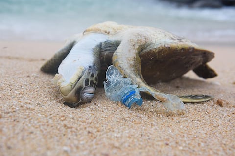 ‘Tortugas y tiburón martillo más expuestos a residuos plásticos’: hay 96 especies afectadas por esta contaminación en Ecuador