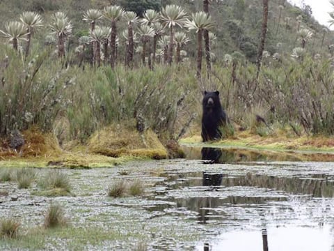 Un nuevo estudio apunta a que los osos adaptan su dieta a los cambios climáticos globales