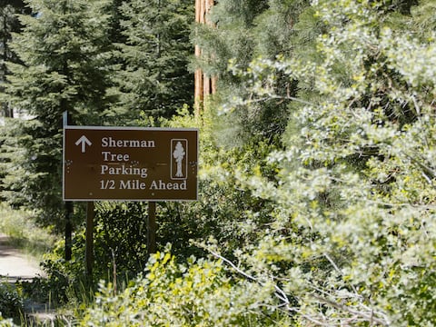 El General Sherman: está en California el árbol más viejo del mundo, tiene 2.000 años y mide 275 pies