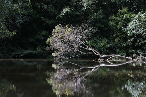 El 14 % de los humedales amazónicos aún no forman parte del sistema nacional de protección