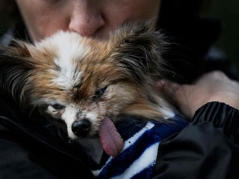 Lazare, el perro que rompió récords de longevidad, muere a los 30 años