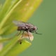Esta planta japonesa imita el olor de las hormigas heridas atacadas por arañas para atraer a las moscas polinizadoras