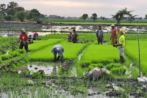 En 22 meses se han otorgado $ 1,5 millones por subvenciones para el seguro agrícola