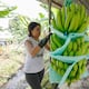 Reducción en la oferta de banano y huelga en Panamá dispara el precio spot a más de $ 12. ¿Cómo afecta esto a Ecuador?