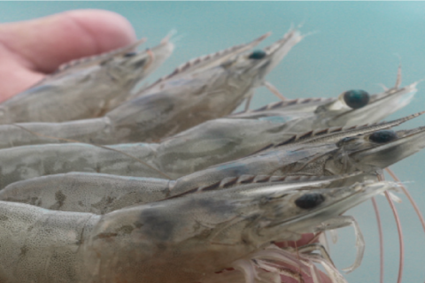 Avances apuntalan más al camarón para  seguir siendo el primero en Ecuador y el mundo