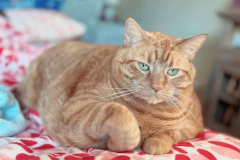 El gato más corpulento del mundo se llama Bug y lo rescataron de un hogar que lo sobrealimentaba: es la versión real de Garfield