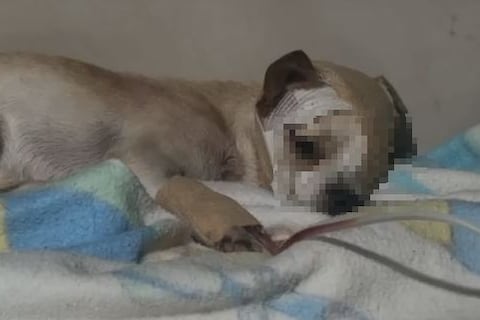 Un palo le atravesó el ojo: rescatan a Hércules, perrito gravemente herido en Guayllabamba