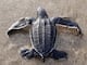 Nacen 95 crías de la tortuga más grande del mundo en playas de Manabí