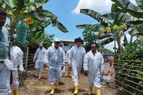 Ministro fue a zona cero del ‘Fusarium’: la situación está controlada