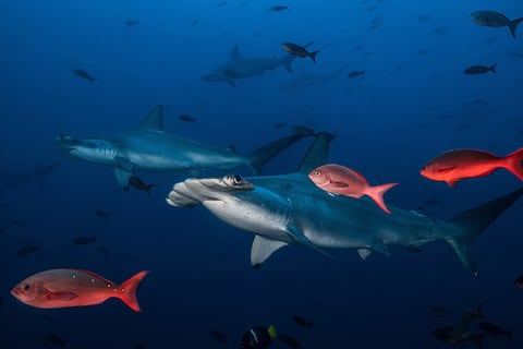 Habla Tiburón, un proyecto que busca promover la conservación de tiburones y rayas en aguas ecuatorianas