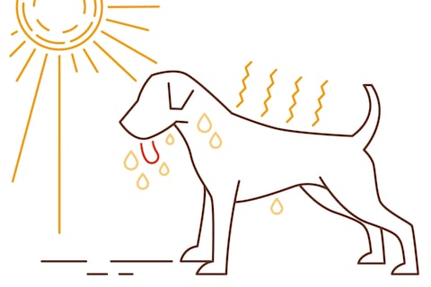 8 medidas para cuidar a tu mascota en días de calor extremo