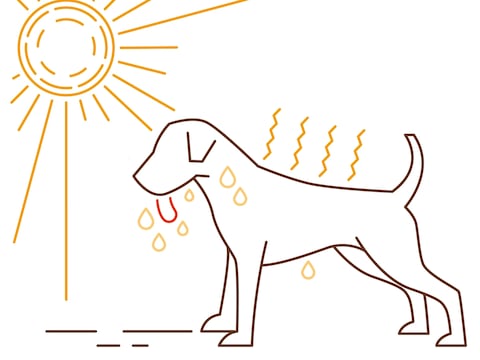 8 medidas para cuidar a tu mascota en días de calor extremo