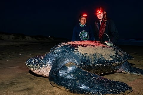 Lucero, la tortuga laúd, reaparece en Ecuador y revela un hito científico