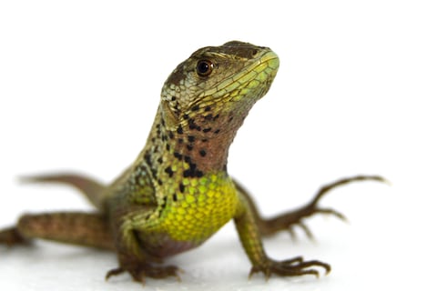 Lagartijas andinas ecuatorianas presentan extremidades posteriores más cortas