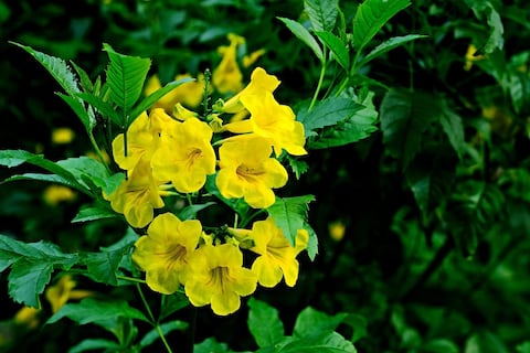 Preocupación en este país de Suramérica por presencia de árbol con flores amarillas en forma de trompeta: Es un invasor