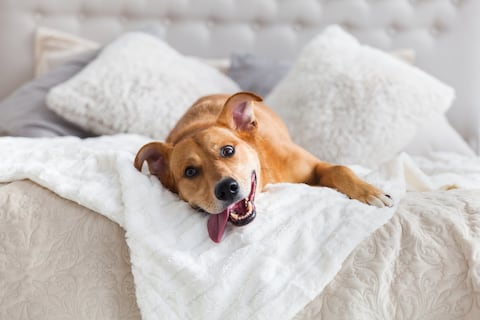 Mascotas y la rutina moderna actual: el desafío de convivir sin descuidar su bienestar