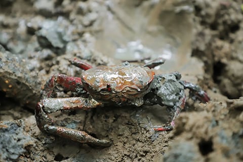 ‘Al cangrejo lo pescaban en redes para exportación y no a mano’, sector de pesca artesanal fue el que propuso prohibición ya oficializada en Ecuador
