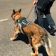 Nala, la agente canina que termina su carrera cuidando al papa León XIV