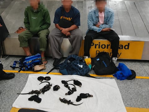 Detienen a tres asiáticos por tráfico de 12 iguanas marinas de Galápagos en aeropuerto de Guayaquil