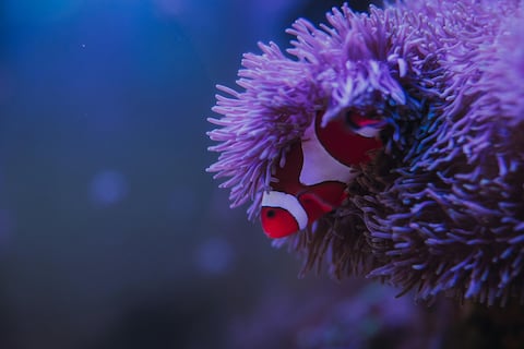 La táctica molecular que construyó el cuerpo humano hace millones de años la posee una criatura sin cerebro del fondo del mar