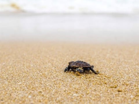 De nidos a impacto global