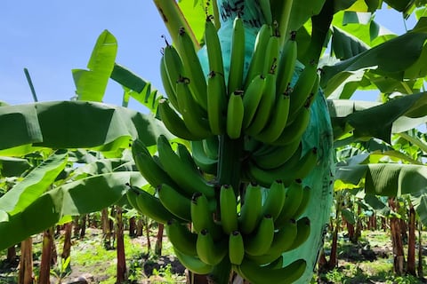 Banano, bajo presión