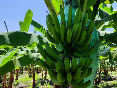 Banano, bajo presión