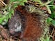 Ecuador: describen una especie de puercoespín tricolor en el parque nacional Sangay