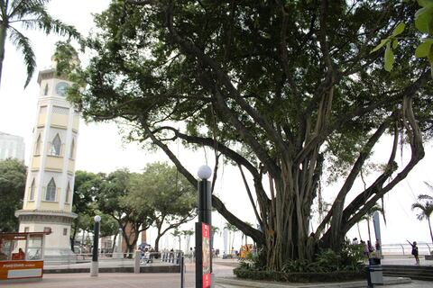 Parches ecológicos: los ‘pulmoncitos’ o ‘bosques dentro de la ciudad’ que se implementarán en Guayaquil desde este año