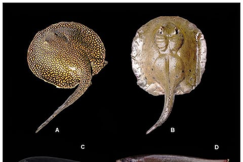 Un refugio virgen de la Amazonía: describen por primera vez 118 nuevas especies en un rincón oculto de Ecuador