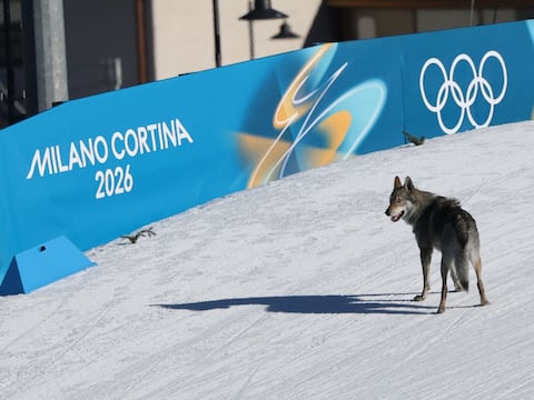 Un perro se cuela en la pista durante prueba olímpica de esquí de fondo
