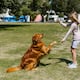 Las 5 mejores razas de perros para convivir con niños