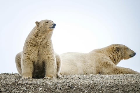 Los osos polares mantienen poblaciones estables en Svalbard a pesar de la pérdida de hielo