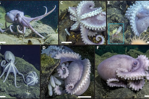Guardería de pulpos: contabilizan más de 6.000 animales a tres kilómetros bajo el Océano Pacífico y cerca de un volcán extinto frente a California