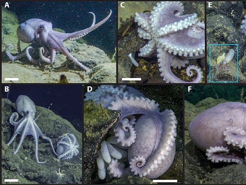 Descubren nueva especie de pulpo en el Pacífico que solo se encontraría en un país sudamericano