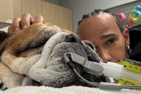 Lewis Hamilton deja sus compromisos con Ferrari para atender a su perro Roscoe: Está en coma, no sabemos si despertará