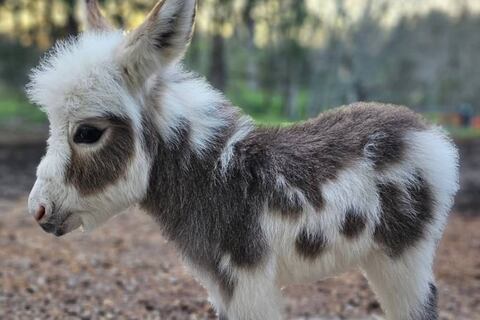 Burrita en miniatura conquista las redes sociales: adora que la carguen como a una bebé humano